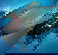 Great Barrier Reef Snorkeling and Diving Cruise from Cairns - Australia Accommodation