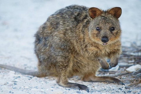 Perth To Rottnest Island Roundtrip Ferry Ticket - Australia Accommodation 3