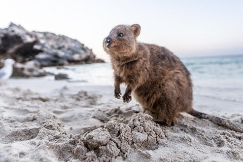 Perth To Rottnest Island Roundtrip Ferry Ticket - Australia Accommodation 5