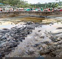 Hartley's Crocodile Adventures Day Trip from Cairns - Australia Accommodation