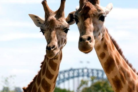 Sydney Harbour Ferry With Taronga Zoo Entry Ticket - Australia Accommodation 1