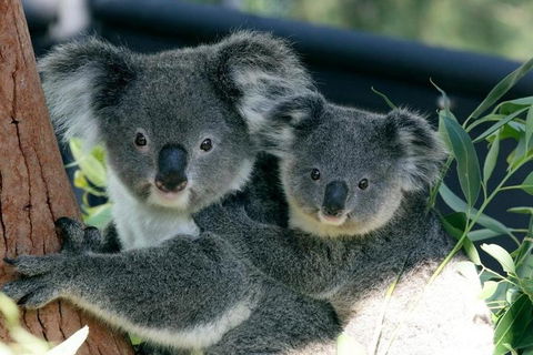 Sydney Harbour Ferry With Taronga Zoo Entry Ticket - Australia Accommodation 3