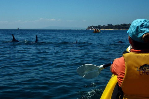 Mornington Peninsula Kayak Coastline Tour Of Dolphin Sanctuary - Australia Accommodation 0