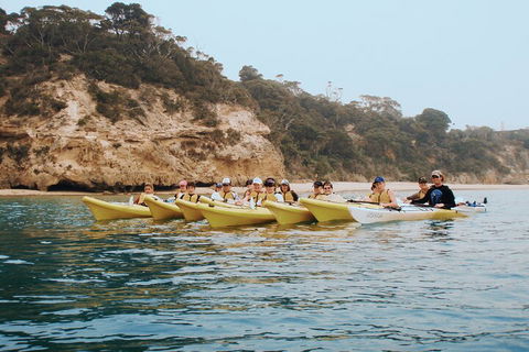Mornington Peninsula Kayak Coastline Tour Of Dolphin Sanctuary - Australia Accommodation 4