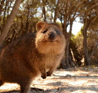 Pinnacles  Rottnest Island Scenic Air  Ground Tour - Australia Accommodation