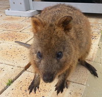 Wave Rock Pinnacles and Rottnest One Day Aeroplane Tour - Australia Accommodation
