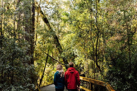 Gordon River Cruise Departing From Strahan - Australia Accommodation 2