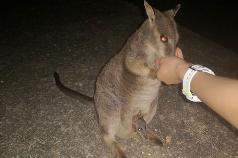 Private Tour To Paronella Park, Historic Village Herberton And Wild Life Wallaby - Australia Accommodation 0