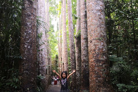 Private Tour To Paronella Park, Historic Village Herberton And Wild Life Wallaby - Australia Accommodation 2