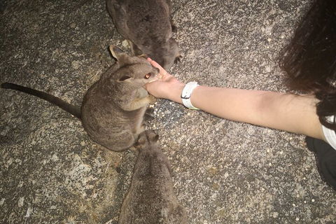 Private Tour To Paronella Park, Historic Village Herberton And Wild Life Wallaby - Australia Accommodation 4