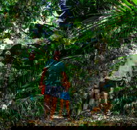Full Day Daintree Rainforest and Mossman Gorge Tour - Australia Accommodation