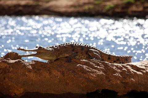Windjana Explorer - Australia Accommodation 5