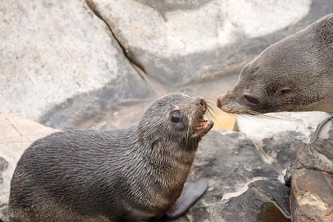 Kangaroo Island Luxury Small Group 'Flinders Chase Focus' Full Day Tour - Australia Accommodation 2