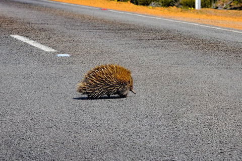 Kangaroo Island Luxury Small Group 'Flinders Chase Focus' Full Day Tour - Australia Accommodation 3