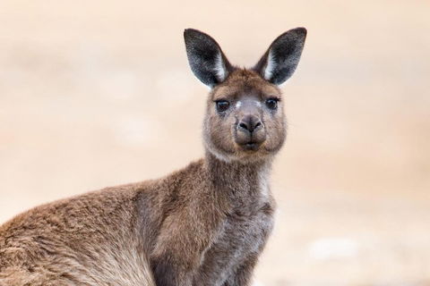 Kangaroo Island Luxury Small Group 'East End Explorer' Full Day Tour - Australia Accommodation 1