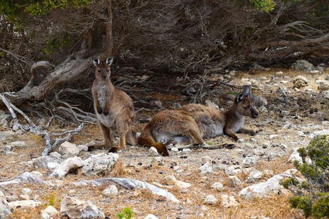 Kangaroo Island Luxury Small Group 'East End Explorer' Full Day Tour - Australia Accommodation 4