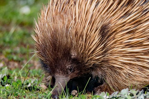 Kangaroo Island Luxury Small Group 'East End Explorer' Full Day Tour - Australia Accommodation 5