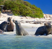 Dolphin Penguin and Sea Lion Cruise - Australia Accommodation