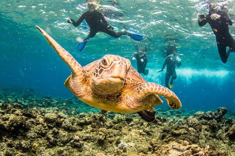 Great Barrier Reef Diving And Snorkeling Cruise From Cairns - Australia Accommodation 3