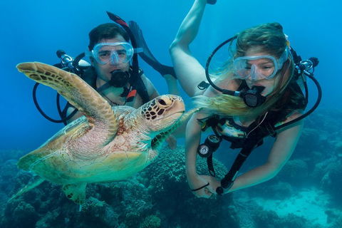 Great Barrier Reef Diving And Snorkeling Cruise From Cairns - Australia Accommodation 4