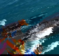 AOC Whale Watching from Broome - Australia Accommodation