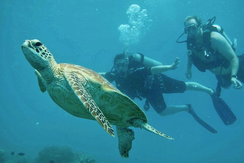 Ocean Freedom Great Barrier Reef Personal Luxury Snorkel & Dive Cruise, Cairns - Australia Accommodation 4