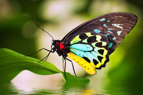 Australian Butterfly Sanctuary - Australia Accommodation 4