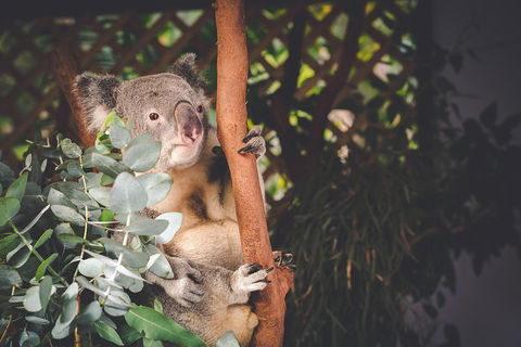 Small-Group Blue Mountains Day Trip From Sydney With Wildlife Park - Australia Accommodation 2