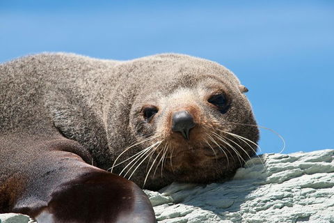 Kangaroo Island 75-Minute Ocean Safari - Australia Accommodation 1