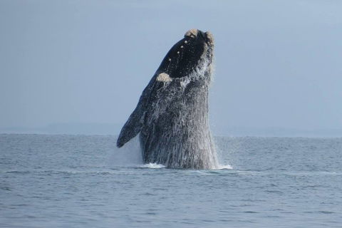 Kangaroo Island 75-Minute Ocean Safari - Australia Accommodation 2