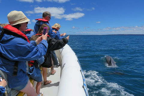 Kangaroo Island 75-Minute Ocean Safari - Australia Accommodation 3