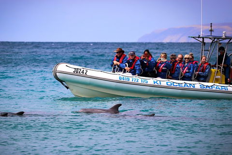 Kangaroo Island 75-Minute Ocean Safari - Australia Accommodation 4