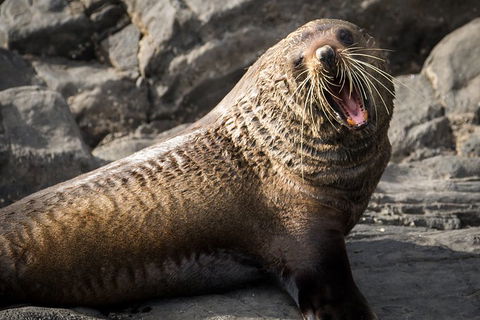 Kangaroo Island 75-Minute Ocean Safari - Australia Accommodation 5