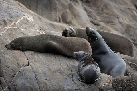 Kangaroo Island Ocean Safari - Snorkeling Safari - Australia Accommodation 0