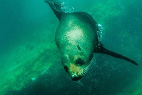 Kangaroo Island Ocean Safari - Snorkeling Safari - Australia Accommodation 1