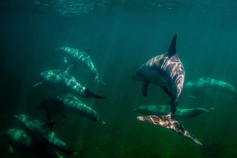 Kangaroo Island Ocean Safari - Snorkeling Safari - Australia Accommodation 2