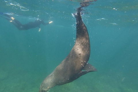 Kangaroo Island Ocean Safari - Snorkeling Safari - Australia Accommodation 3
