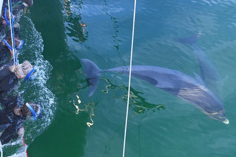 Dolphin Cruise From Adelaide With Optional Dolphin Swim - Australia Accommodation 0