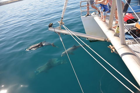 Dolphin Cruise From Adelaide With Optional Dolphin Swim - Australia Accommodation 1