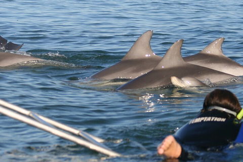 Dolphin Cruise From Adelaide With Optional Dolphin Swim - Australia Accommodation 2