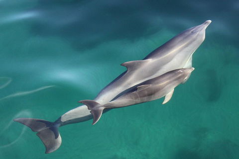 Dolphin Cruise From Adelaide With Optional Dolphin Swim - Australia Accommodation 4