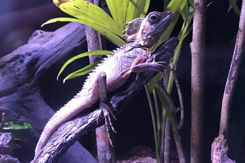Cairns Aquarium Admission Ticket - Australia Accommodation 0
