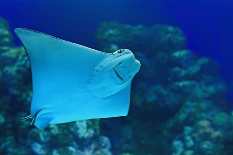 Cairns Aquarium Admission Ticket - Australia Accommodation 2