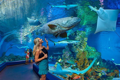 Cairns Aquarium Admission Ticket - Australia Accommodation 3