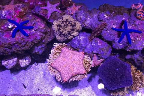 Cairns Aquarium Admission Ticket - Australia Accommodation 5