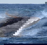 Whale Watching by Sea World Cruises - Australia Accommodation