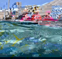 Outer Reef Pontoon Experience from Cairns - Australia Accommodation