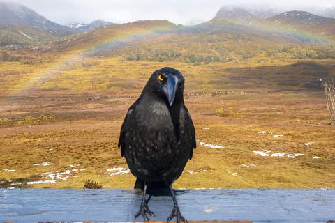 Cradle Mountain Park Explorer Guided Tour - Australia Accommodation 2