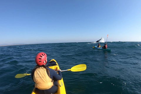 Kayaking With Dolphins In Byron Bay Guided Tour - Australia Accommodation 3