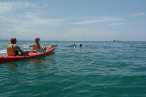 Kayaking With Dolphins In Byron Bay Guided Tour - Australia Accommodation 4